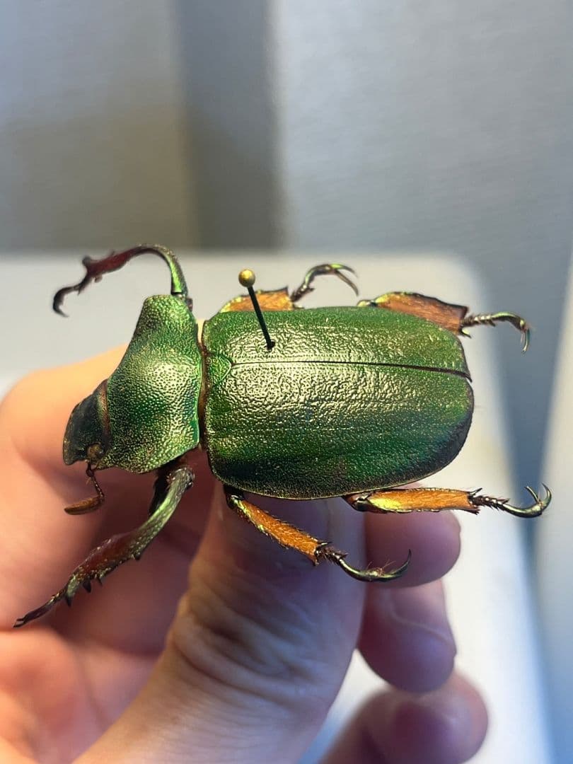 【40mm】ナンベイテナガスジコガネ 昆虫標本 Sphodochlamys l