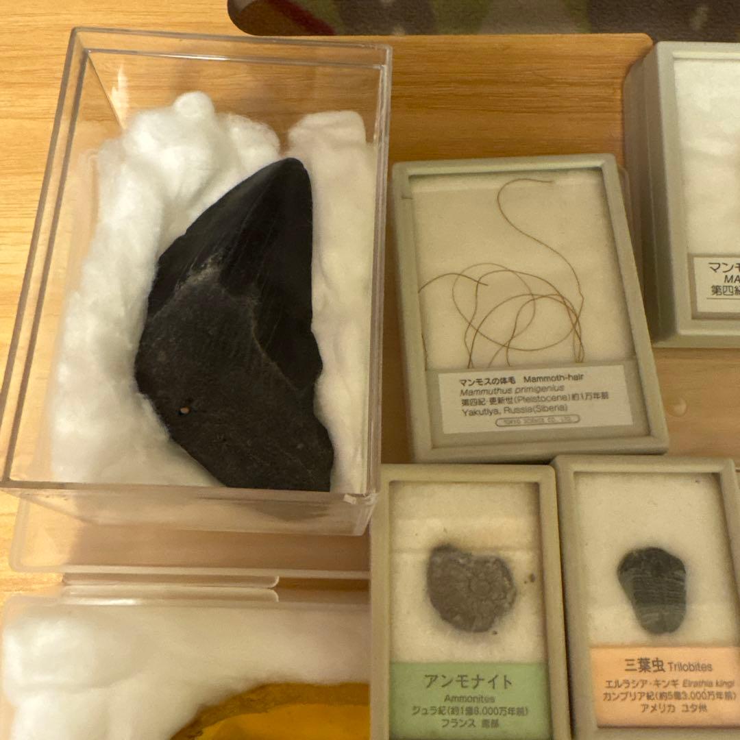 アンモナイト化石標本セット