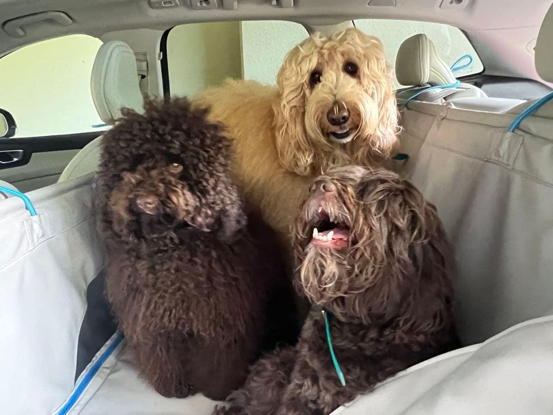 VOLVO純正　ドッグベッド