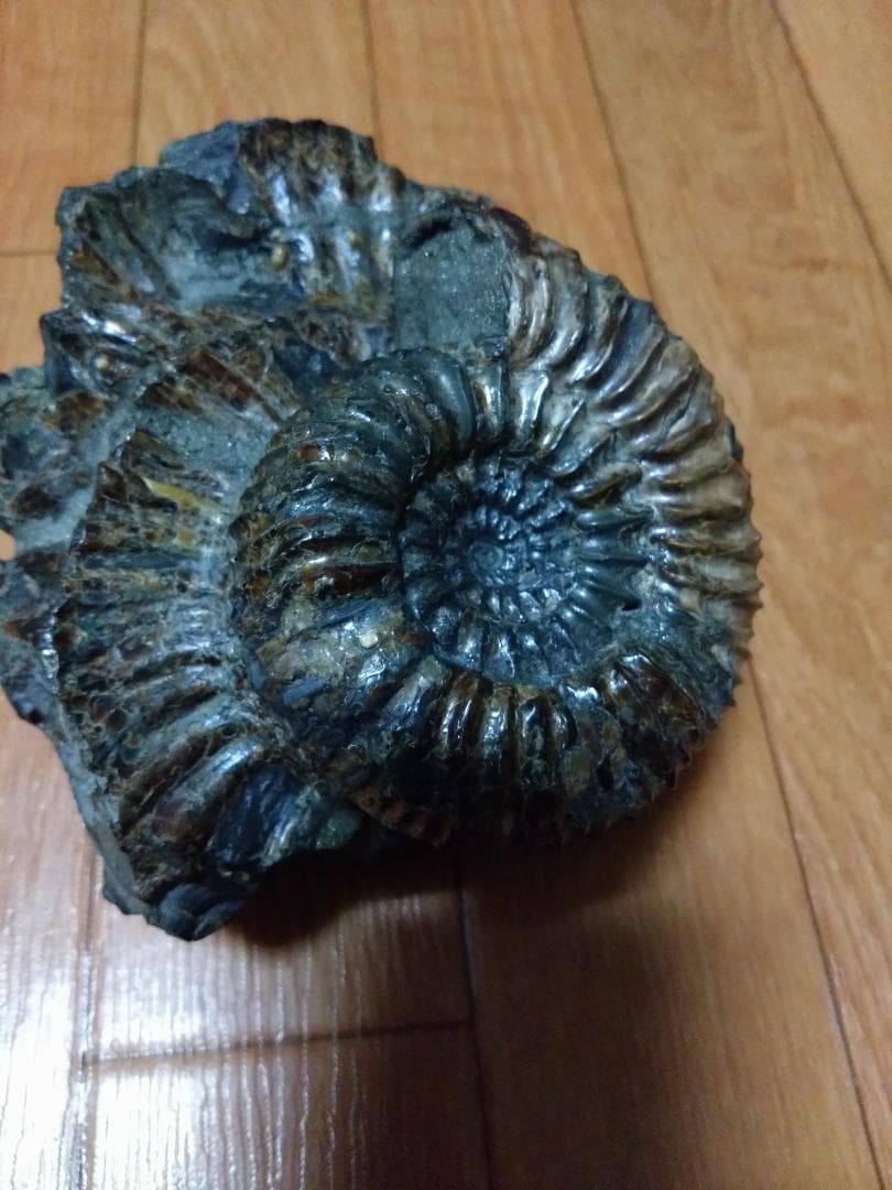 アンモナイト 黄鉄鉱 パイライト ロシア産