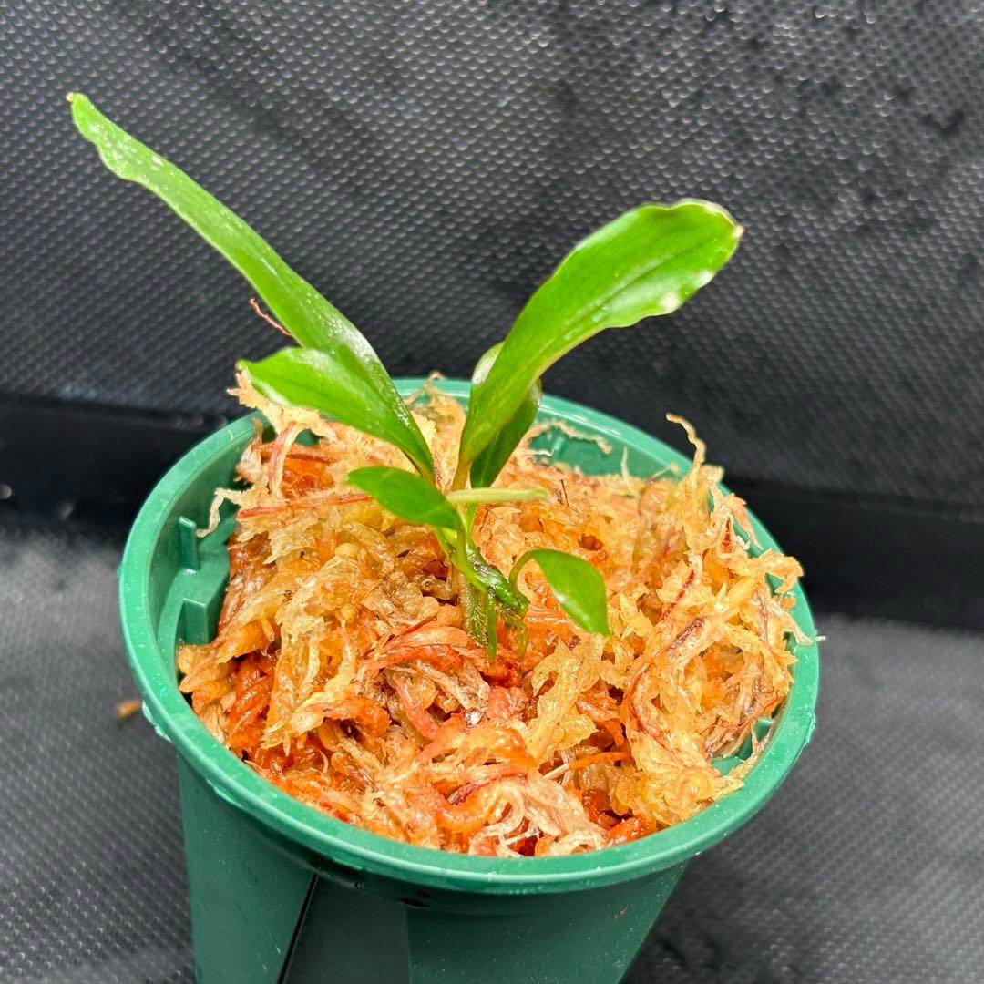 Bucephalandra sp. ”Kanowit” Sarawak TB便