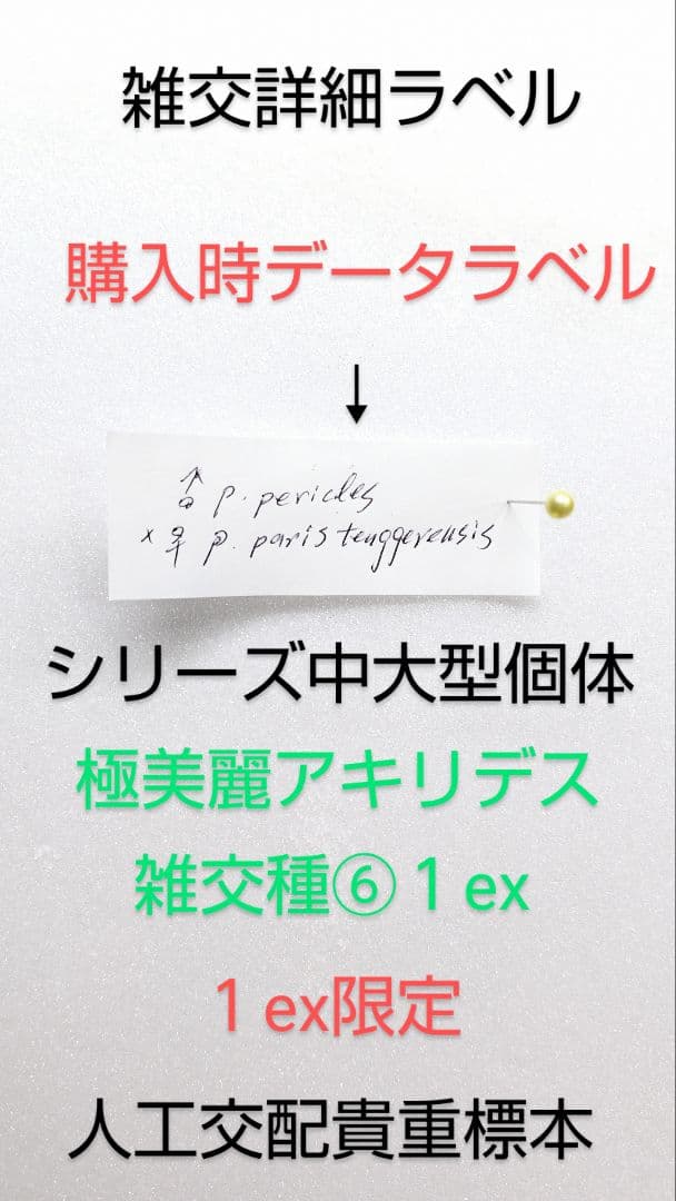 最終価格【交配種】スーパー美麗アキリデス雑交種標本⑥1 ex 80mm人工交配