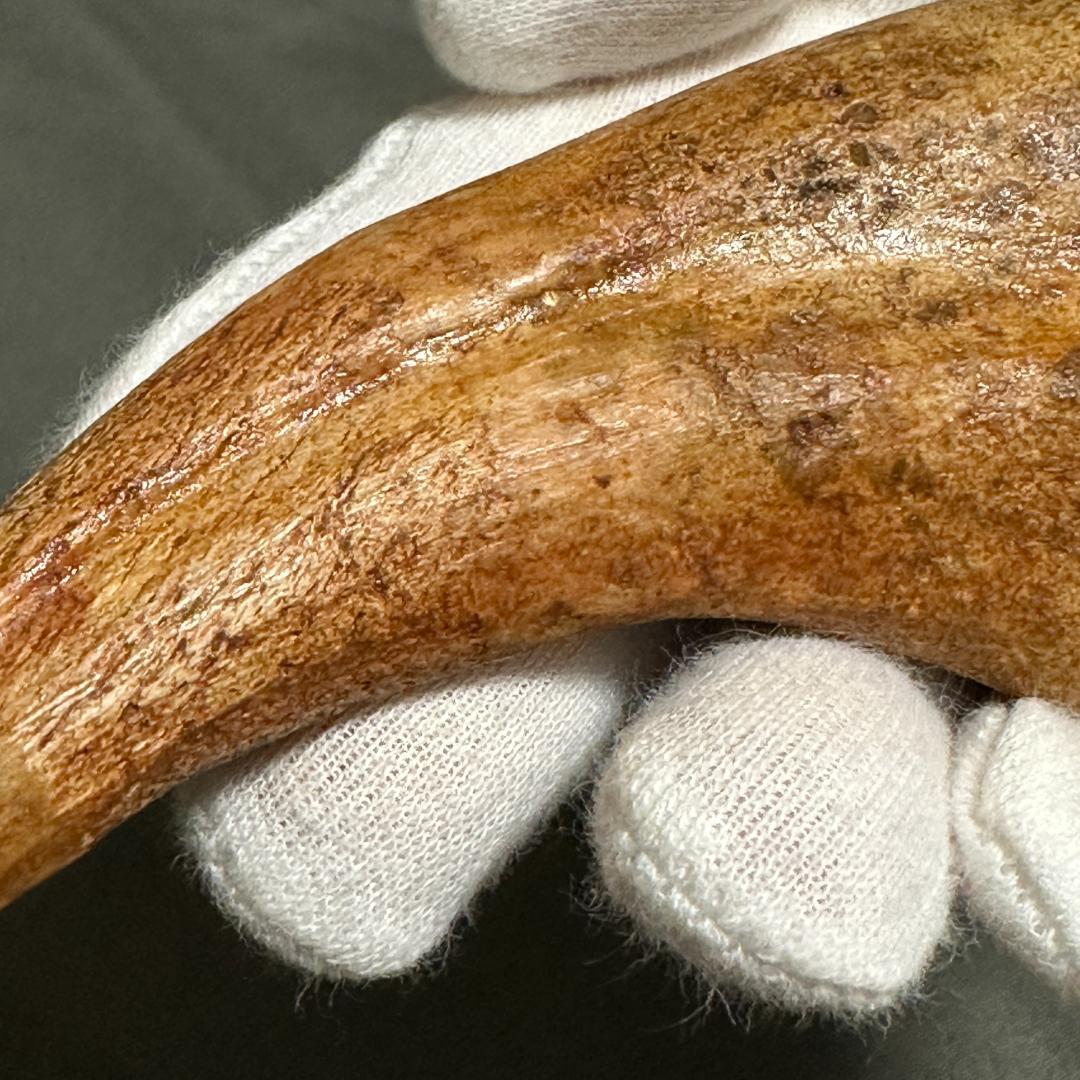 スピノサウルス ハンドクロウ かぎ爪 化石標本 肉食恐竜 獣脚類 1433