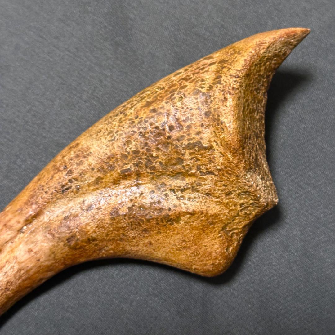 スピノサウルス ハンドクロウ かぎ爪 化石標本 肉食恐竜 獣脚類 1433