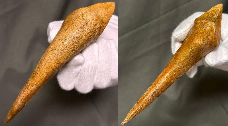 スピノサウルス ハンドクロウ かぎ爪 化石標本 肉食恐竜 獣脚類 1433