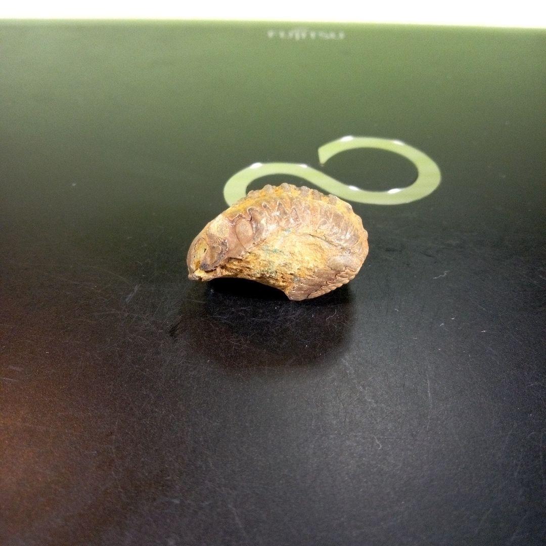 三葉虫　化石　fossil　海　ボリビア産　trilobite　海生動物種別⑥