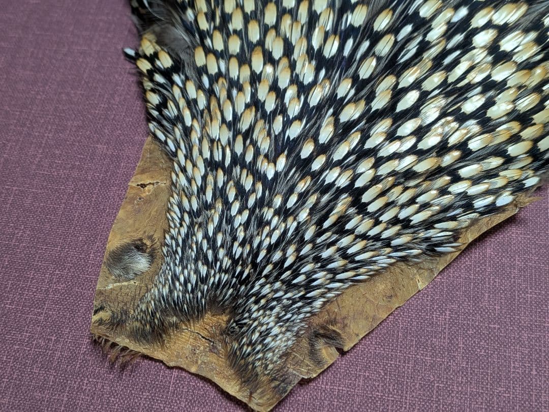 ジャングルコック