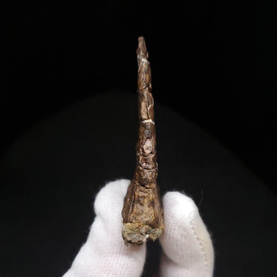 オンコプリスティス 歯 化石 本物 モロッコ産 57.50mm fr103