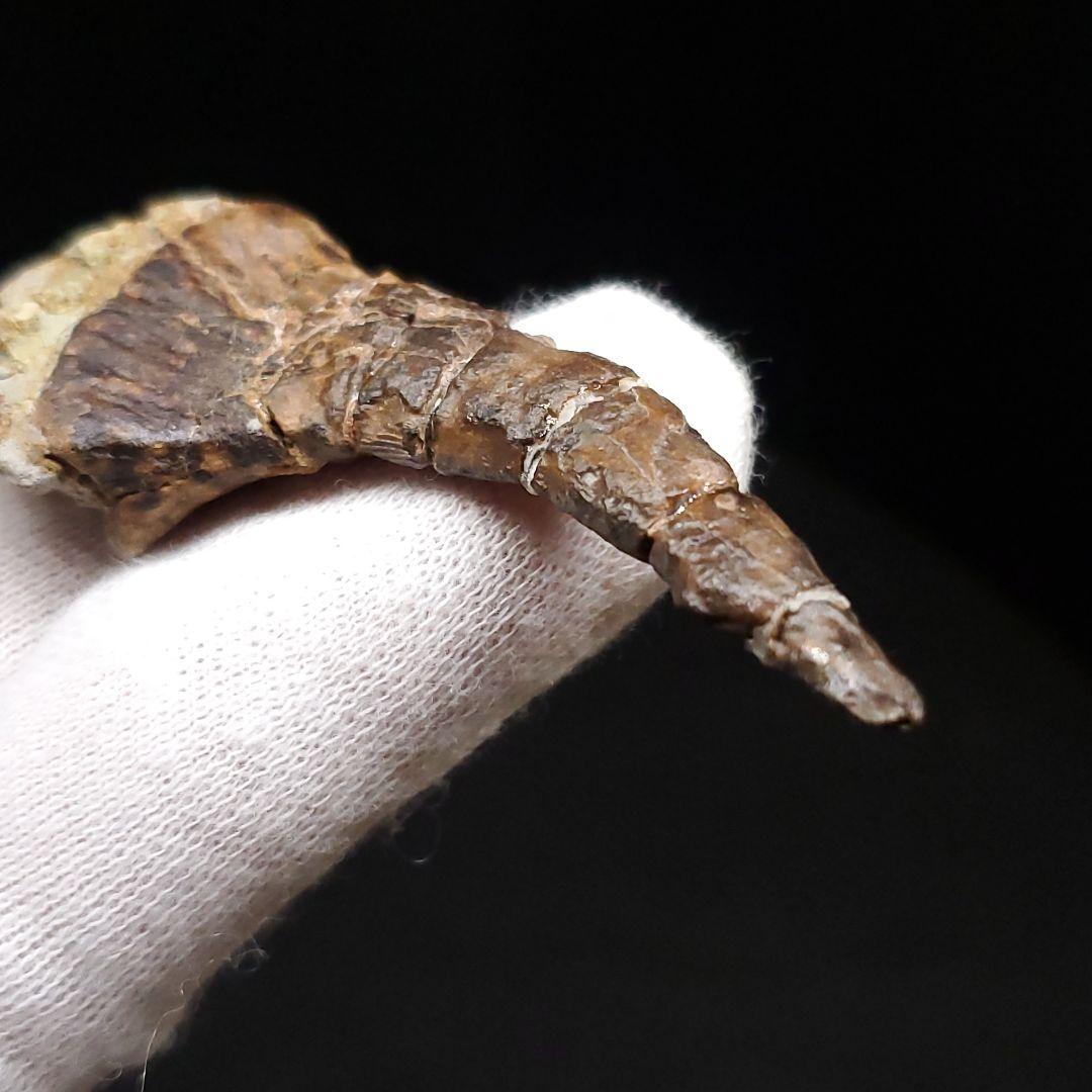 オンコプリスティス 歯 化石 本物 モロッコ産 57.50mm fr103