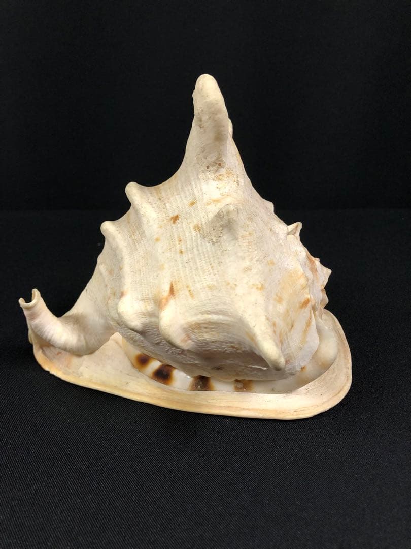 トウカムリガイ＊貝殻＊置物＊インテリア
