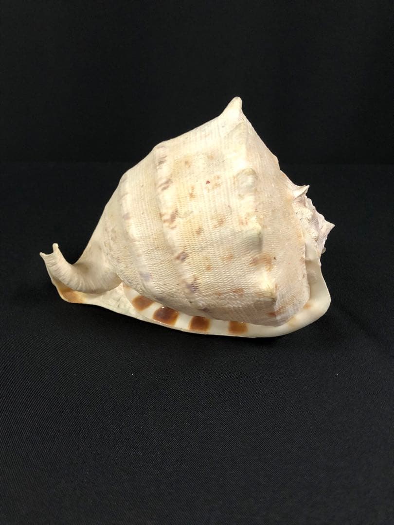 トウカムリガイ＊貝殻＊置物＊インテリア