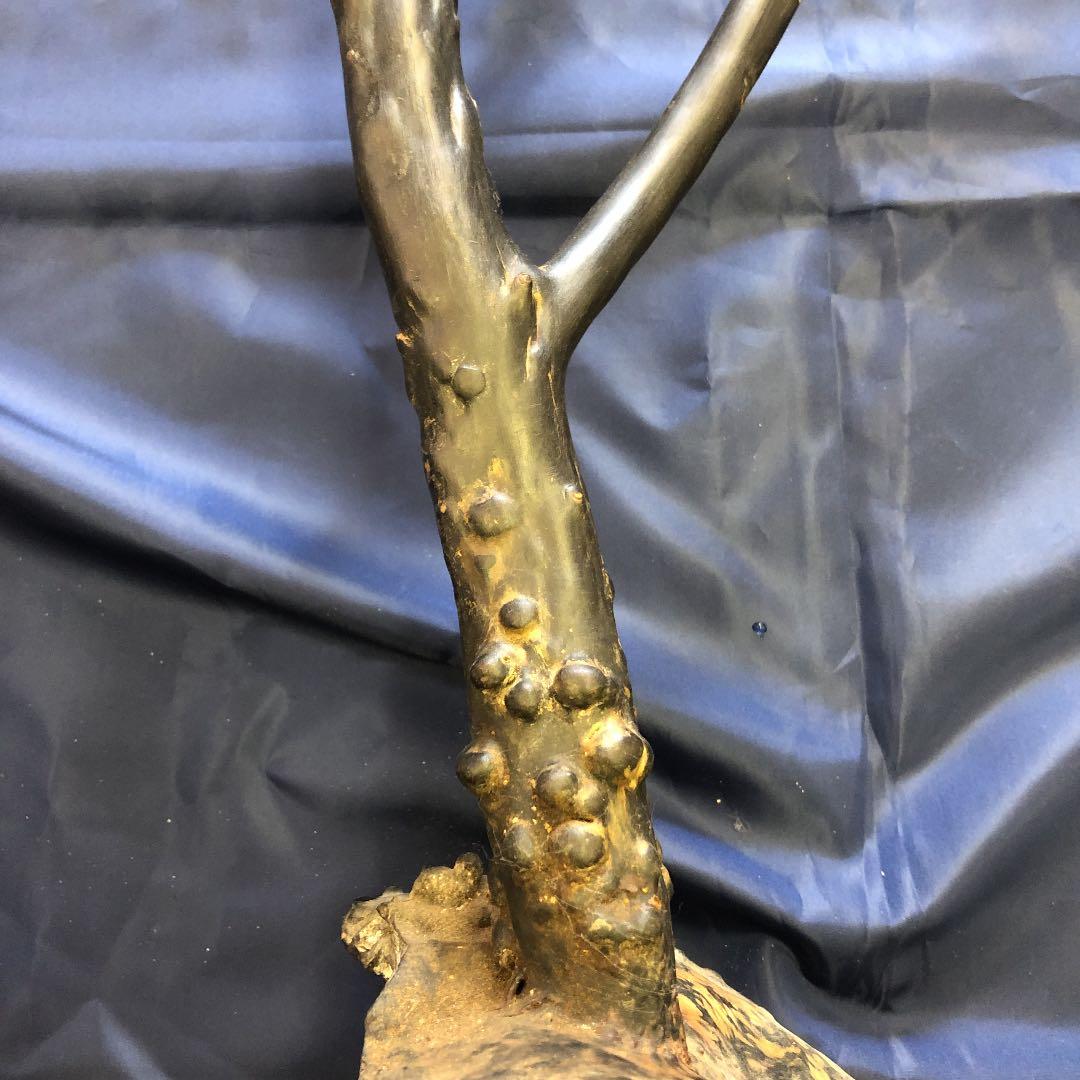 海松　原木　黒珊瑚　長さ90cm根本枝直径３cm