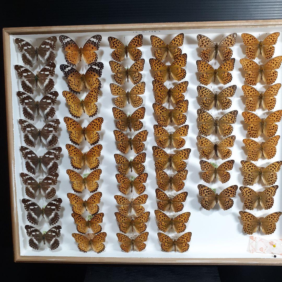 蝶標本　ヒョウモンチョウ類　12種114頭。大型ドイツ標本箱２箱入りセット