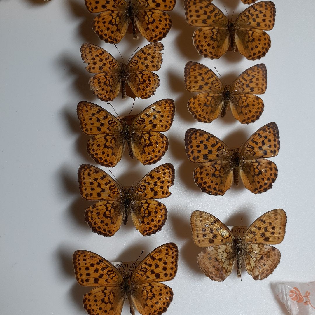 蝶標本　ヒョウモンチョウ類　12種114頭。大型ドイツ標本箱２箱入りセット