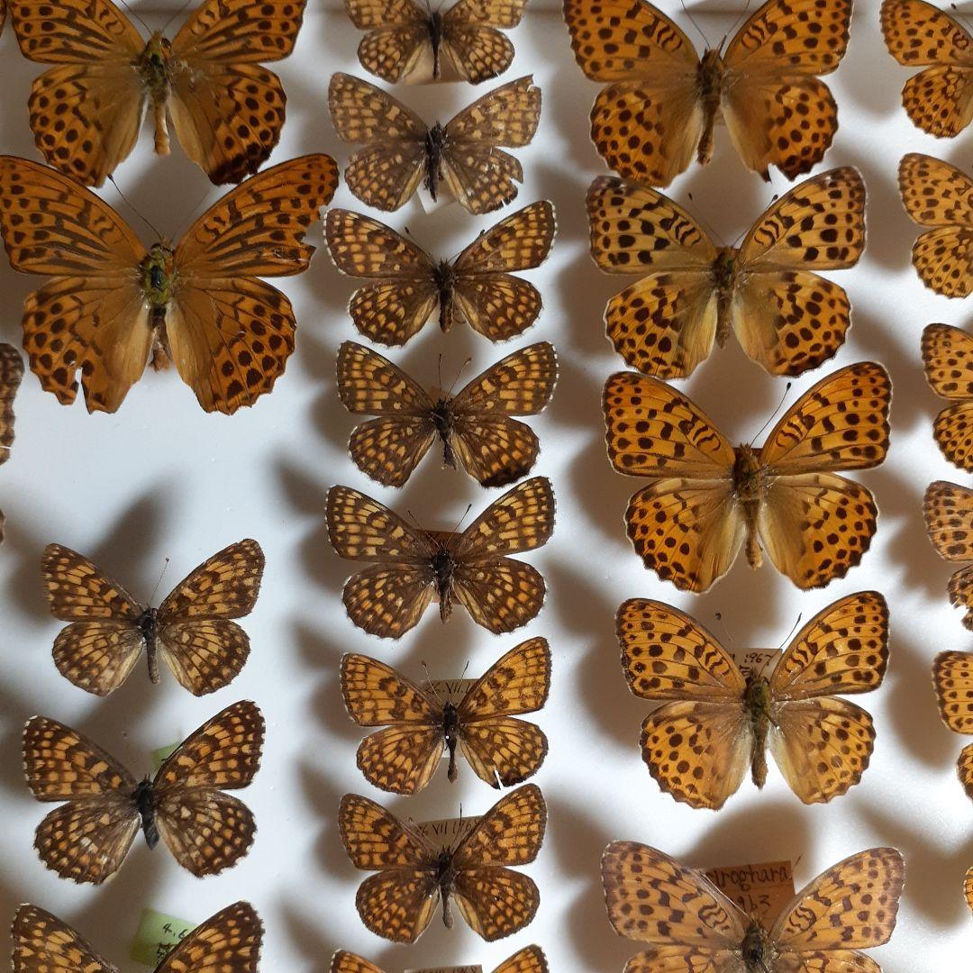 蝶標本　ヒョウモンチョウ類　12種114頭。大型ドイツ標本箱２箱入りセット