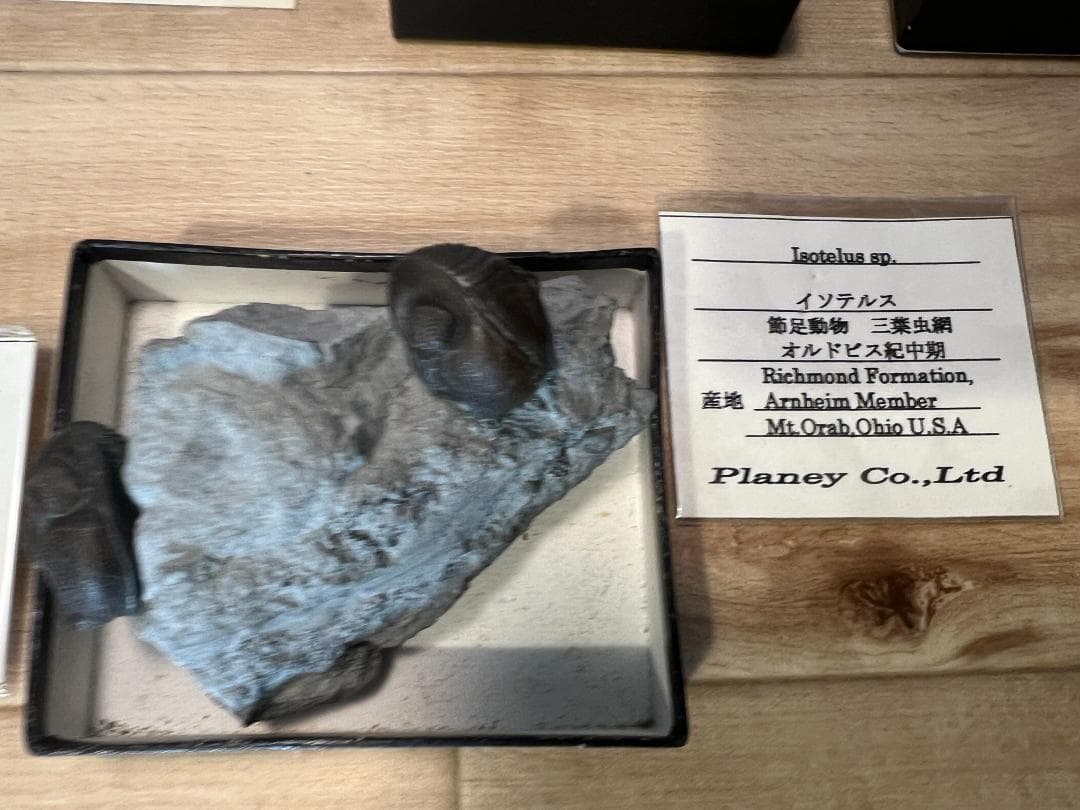 し*め様 化石 9点 / 三葉虫 カンブリア紀～デボン紀 / 産地：北米・南米