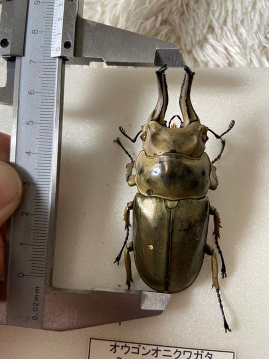 オウゴンオニクワガタ　約75㎜（針穴無し）