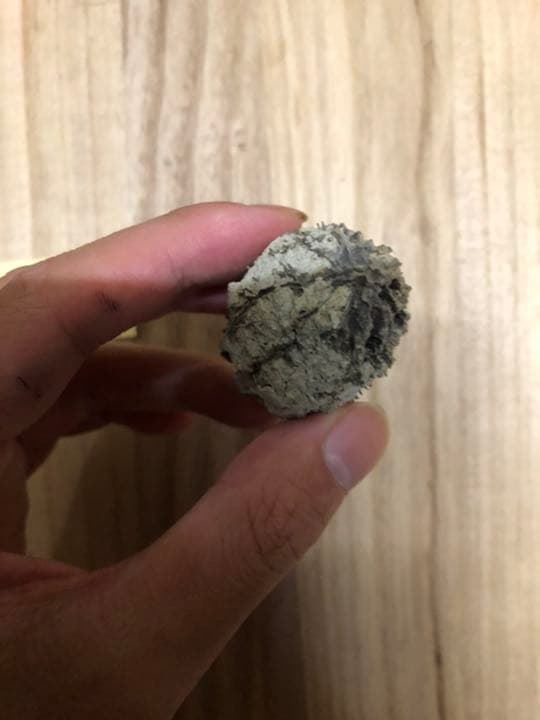 バタグルミ化石　土付き⑨