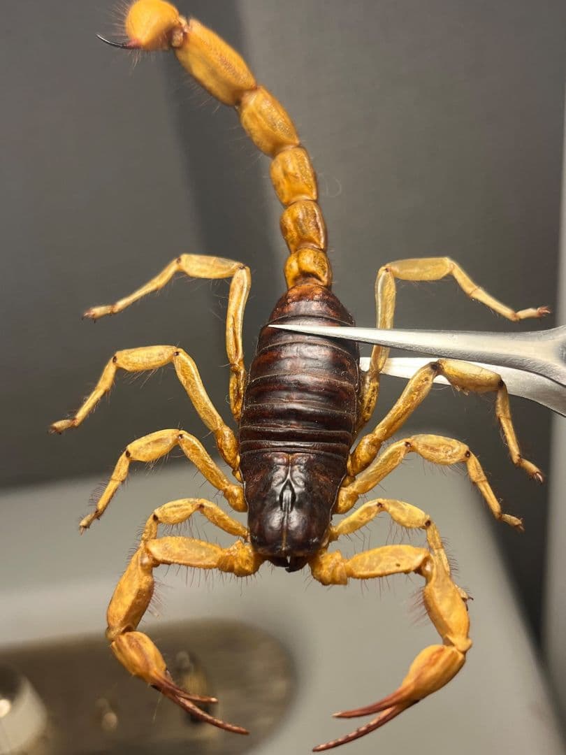 【蠍標本】Hottentotta属のキョクトウサソリ？or デザートヘアリー