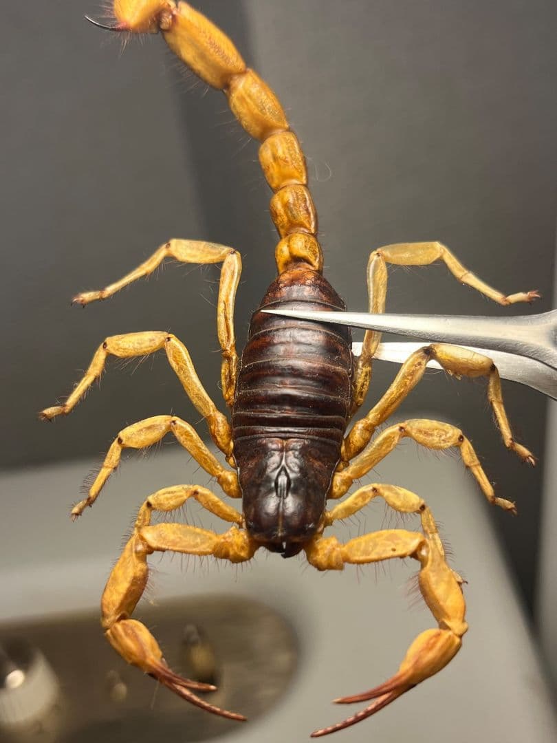 【蠍標本】Hottentotta属のキョクトウサソリ？or デザートヘアリー