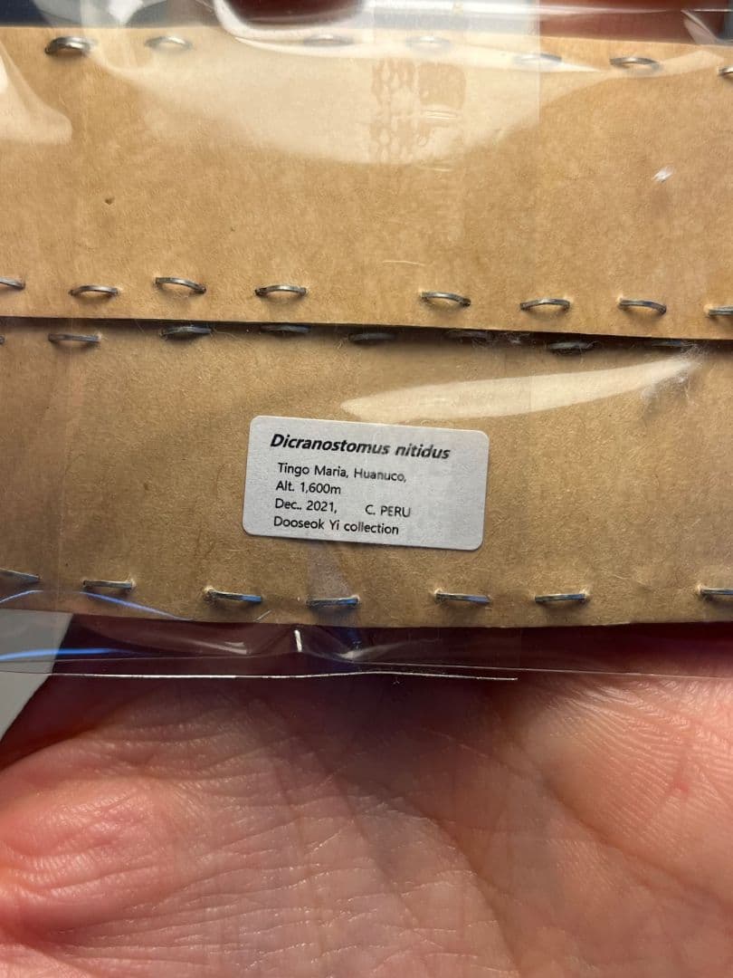 【未展足ペア】クワガタキリギリス 化け物キリギリス 昆虫標本 ウェタ バッタ