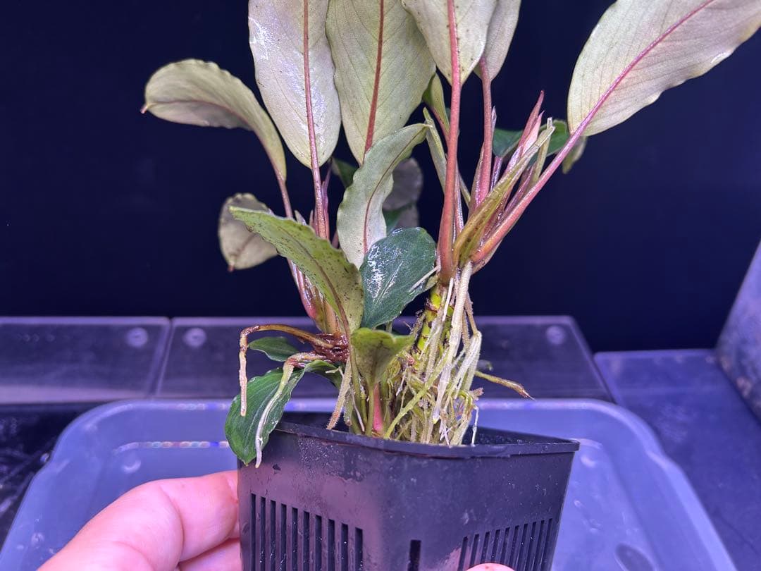 たお品Bucephalandra sp.Pearl gray【TB】