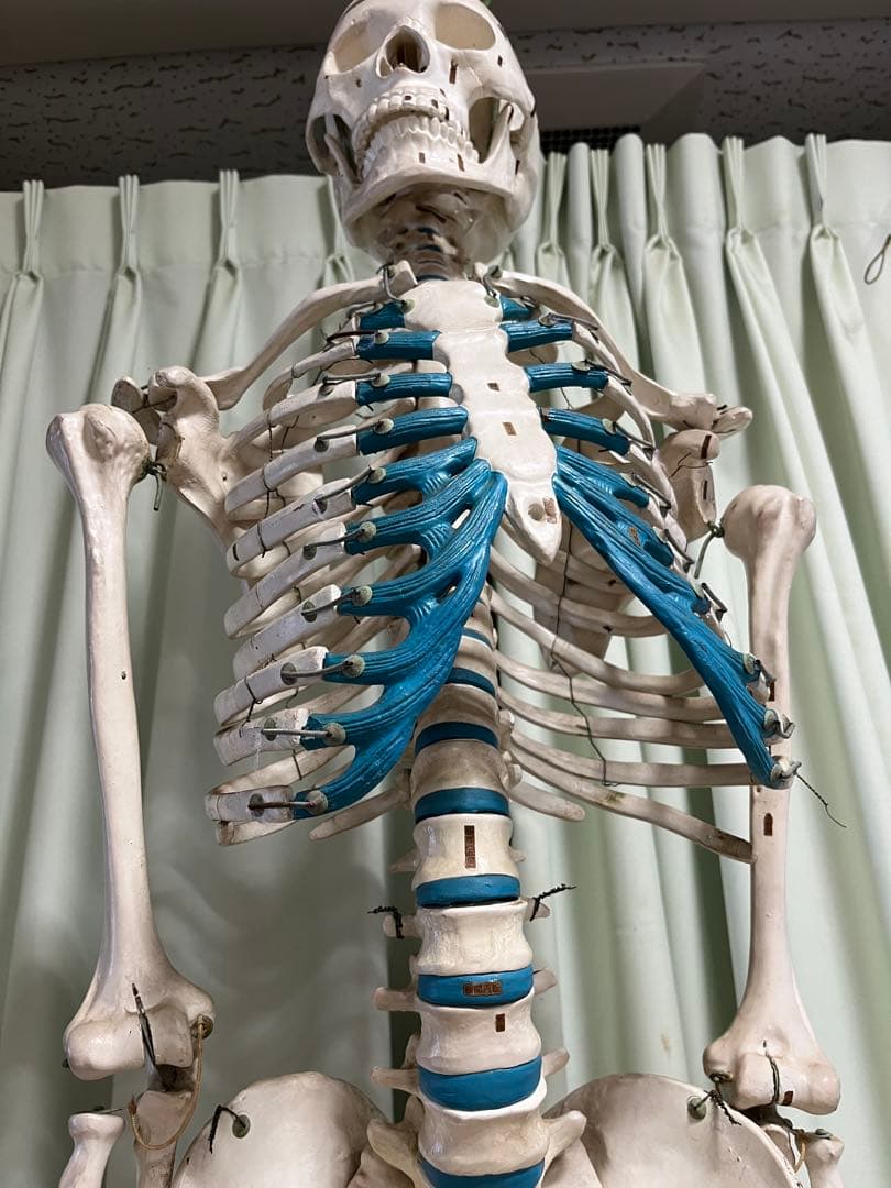 人体骨模型　NOZAKI 160cm 整形外科