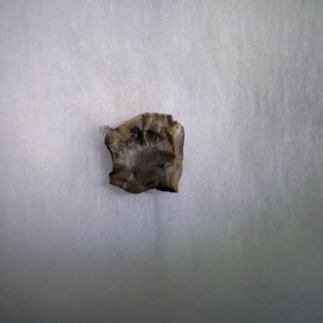 化石　恐竜　超大型　ノドサウルス類・エドモントニアの歯