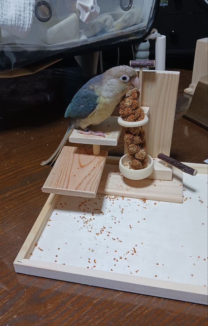 b6　粟の穂専用ホルダーと専用トレー　バードトイ　止まり木　フォージングトイ