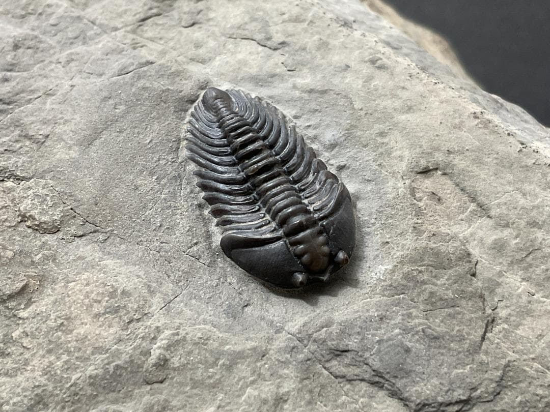 シュードキベレ [TB45] 三葉虫 超希少種 レア