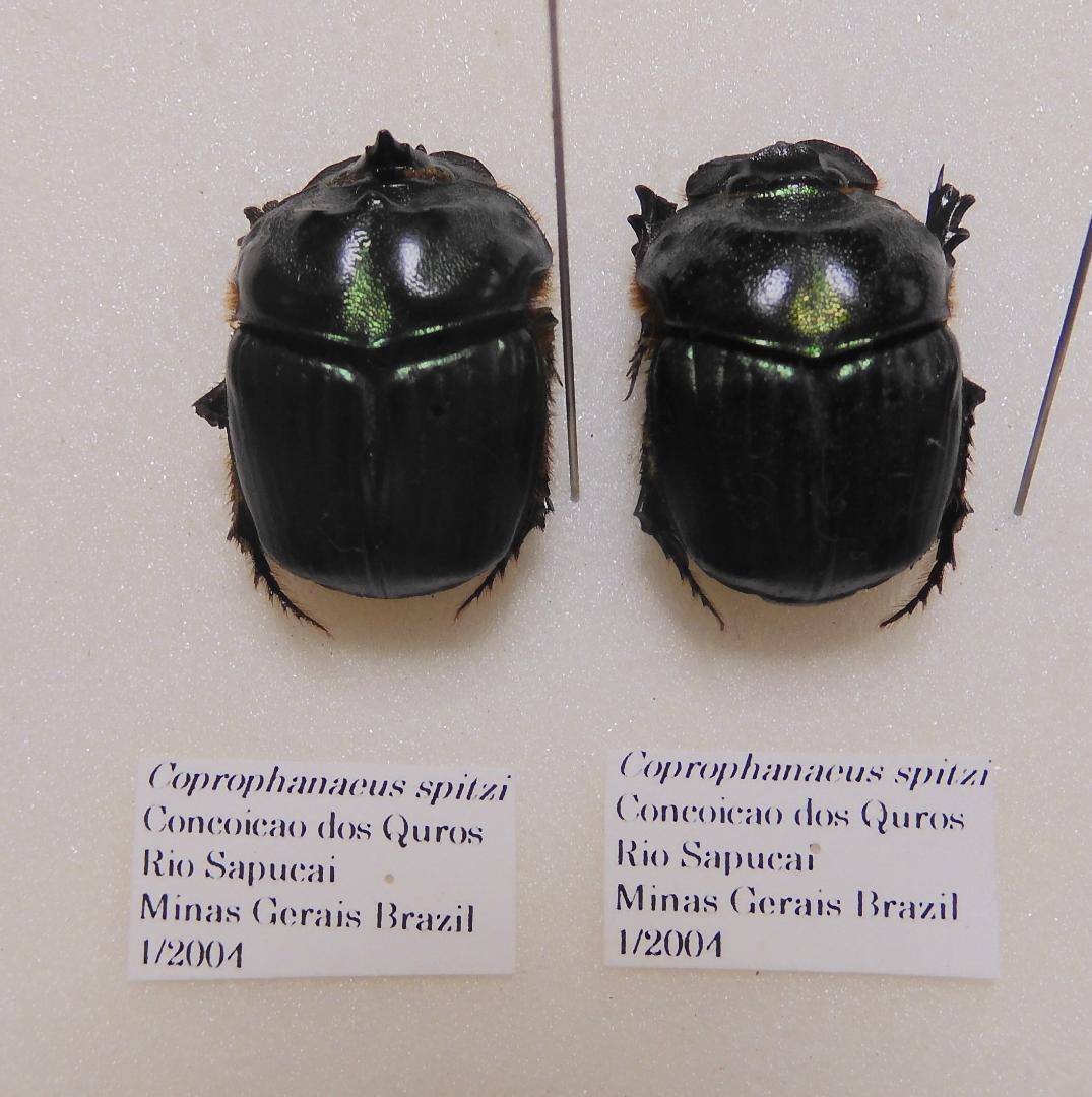 ブラジル産 スピッツダイコクコガネ 23-23mm