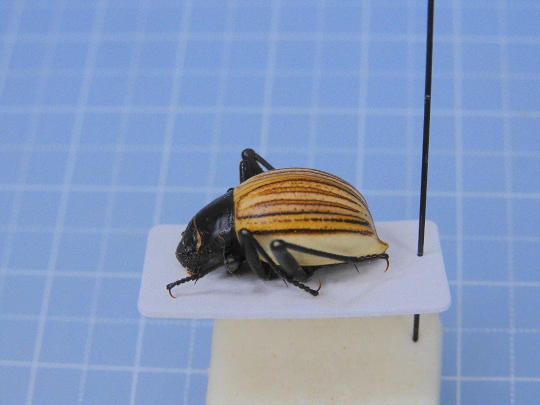 標本 Angola Onymacri langi 17mm