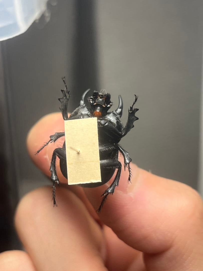 【21mm】Taurocerastes patagonicusセンチコガネフンコ