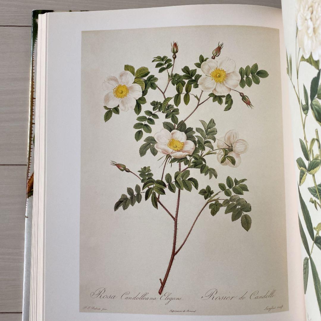 バラ　ルドゥーテ