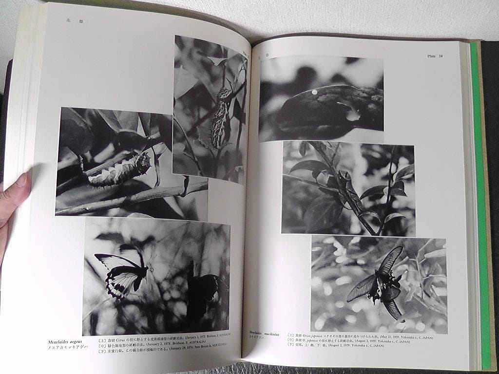 世界のアゲハチョウ 図版編 解説編 計２冊セット 五十嵐邁 ★1979年 初版