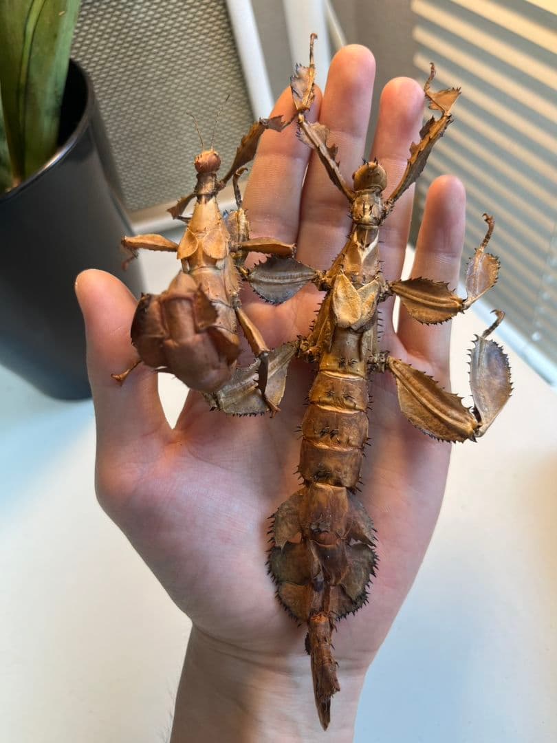 【150mm】ユウレイヒレアシナナフシの昆虫標本 コノハムシ