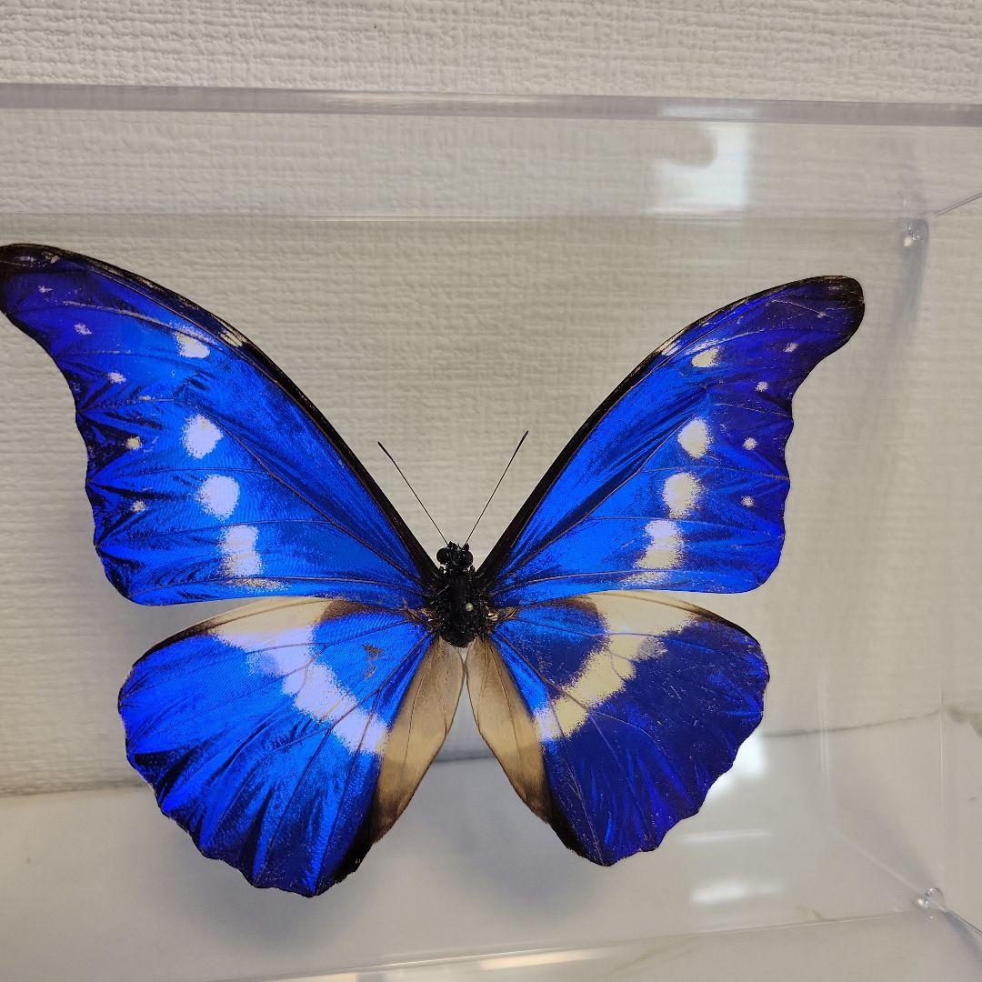 蝶の標本　熱帯の宝石(特珍)