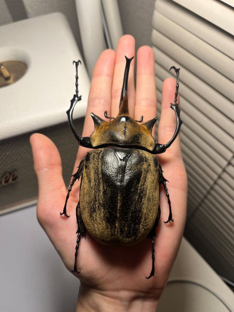 【WC123mm】エレファスゾウカブト コーカサスオオカブト 昆虫標本