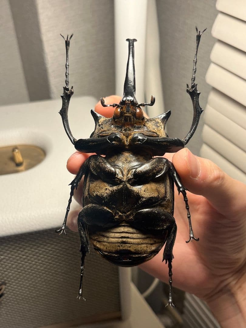 【WC123mm】エレファスゾウカブト コーカサスオオカブト 昆虫標本