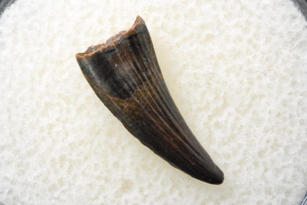 パロニコドンの歯 [DS400] 恐竜の化石 希少 レア