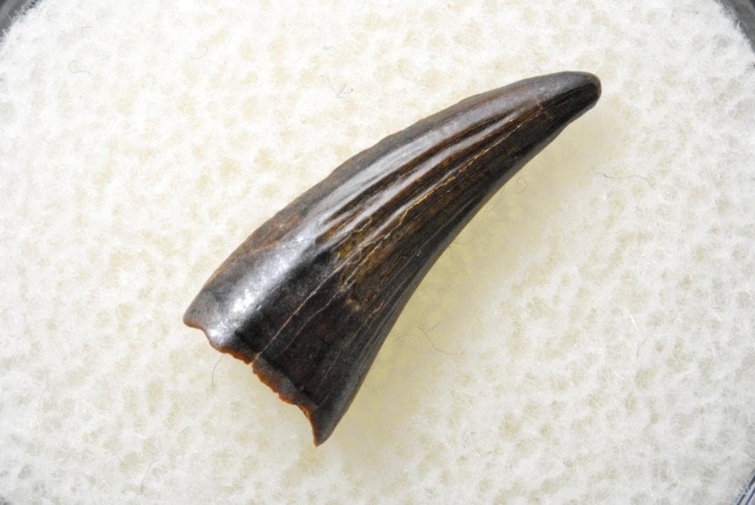 パロニコドンの歯 [DS400] 恐竜の化石 希少 レア