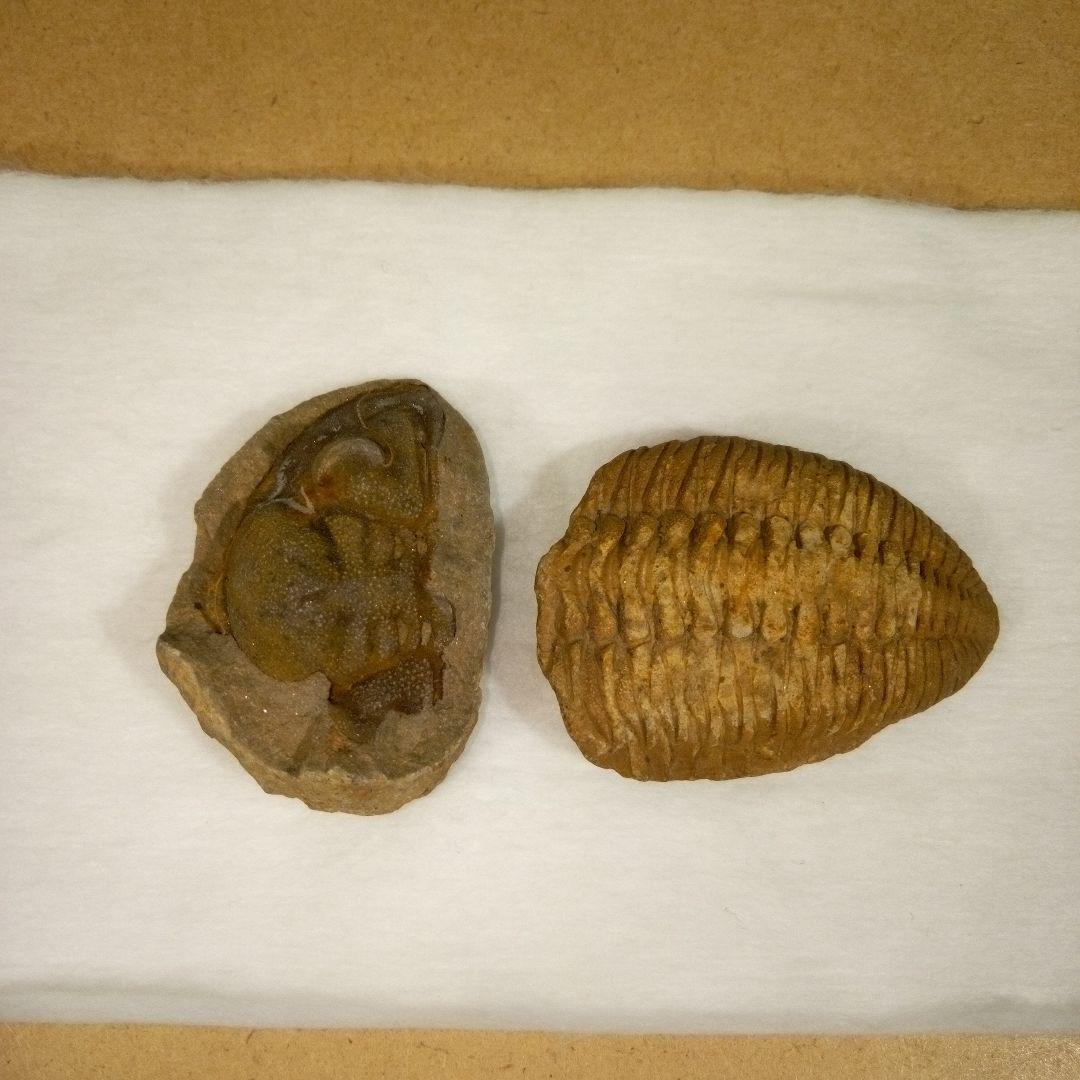 三葉虫　化石　fossil　ボリビア産　レア　Fossil判別③