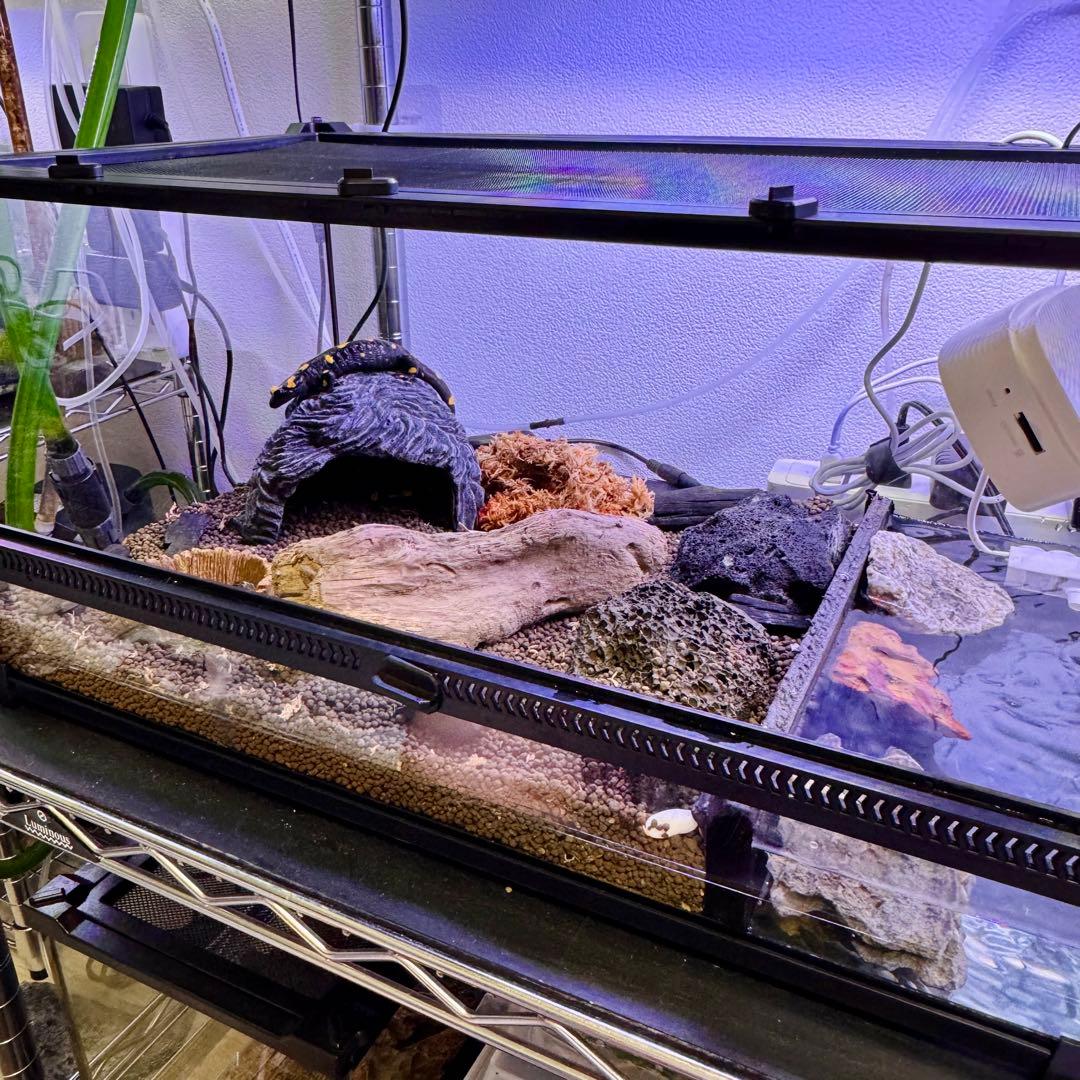 【新品】 爬虫類・両生類・昆虫用 ガラス飼育ケージ50×30×25cm