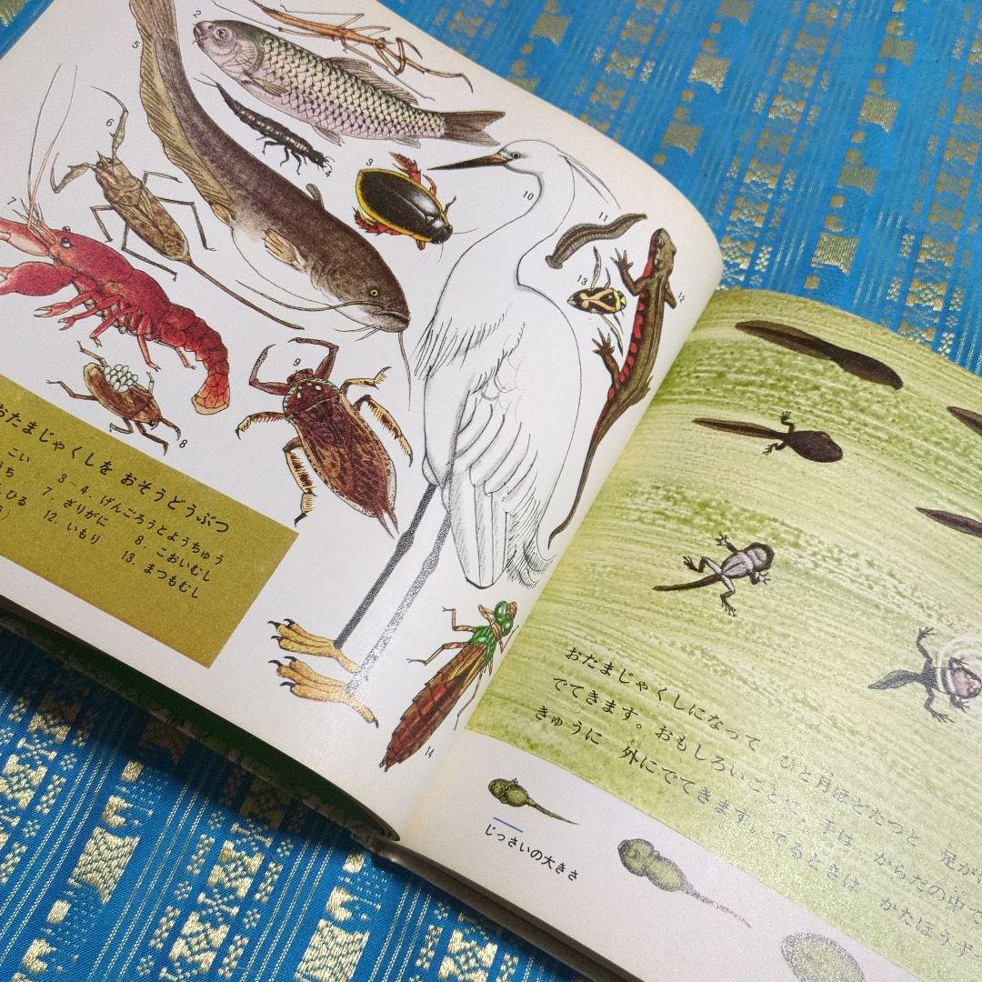 初版　絶版　ひきがえる 絵本 福音館書店 1976年