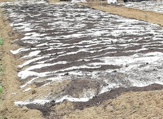 1400g　(国産・高品質)乾燥パパイヤの茎（無農薬・有機肥料）