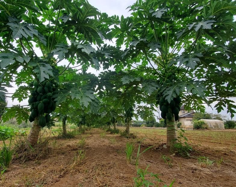 1400g　(国産・高品質)乾燥パパイヤの茎（無農薬・有機肥料）
