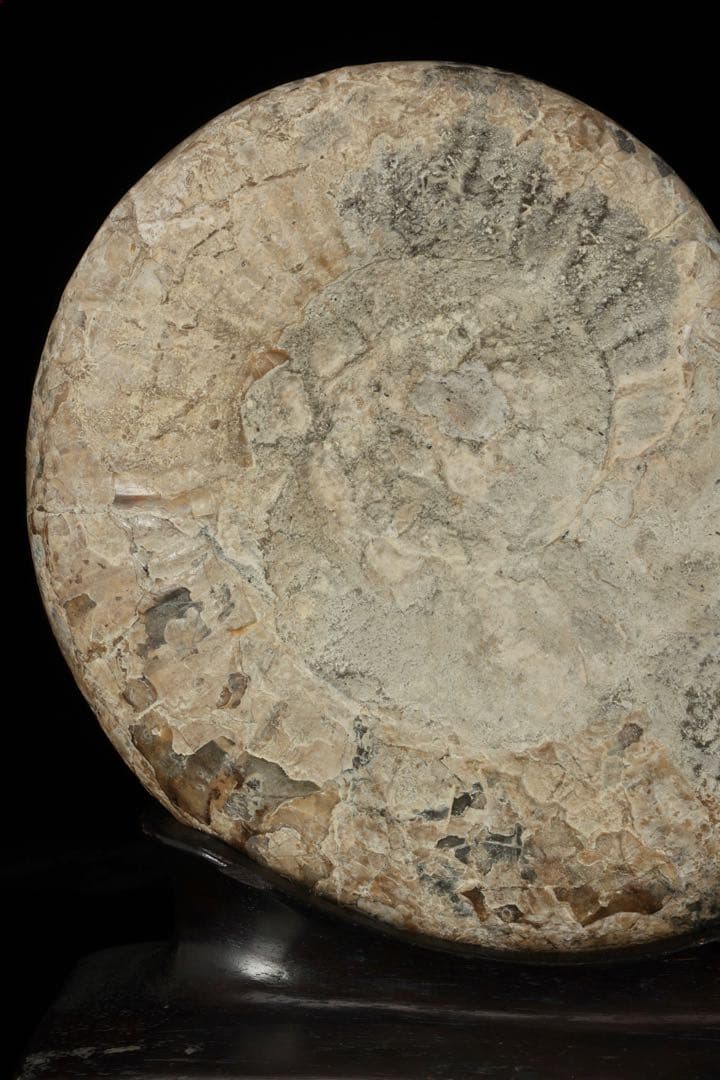 天然アンモナイト化石 重量3.2kg 台座付 古生物標本 鑑賞石 古美術 骨董品