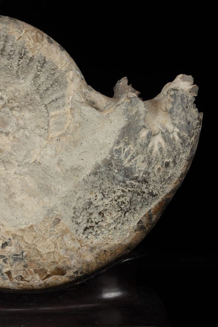 天然アンモナイト化石 重量3.2kg 台座付 古生物標本 鑑賞石 古美術 骨董品