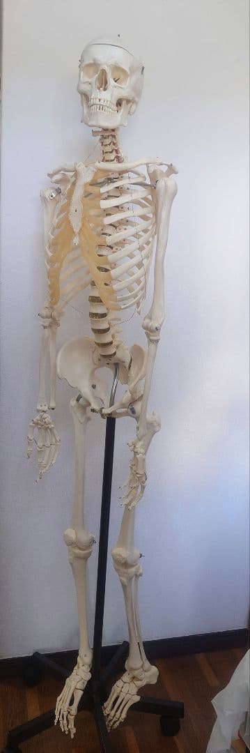 【京都滋賀直接】ソムソ社全身模型可動式170cm人体模型ドイツキャスター付き