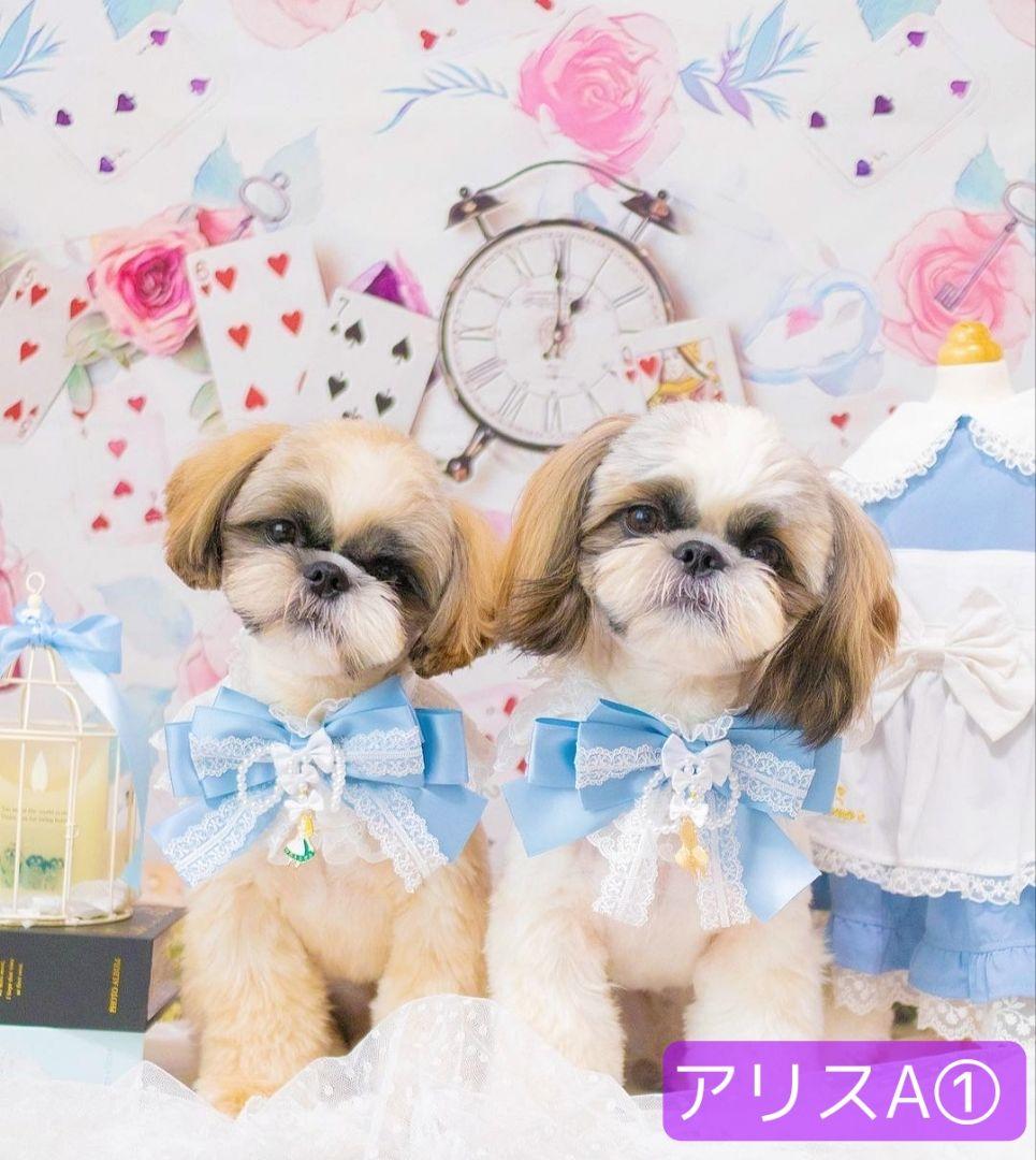 背景布　夏BB➃　ペット撮影用フォトブース　トリミングチョーカー販売中　縦長